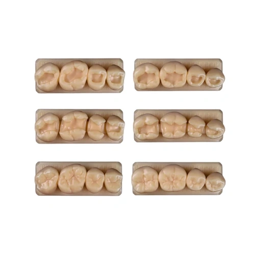 SET9 - набор демонстрационных моделей зубов №9, в комплекте B1, B2, D1, D2, M1, M2 | ID.POPOV (Россия)