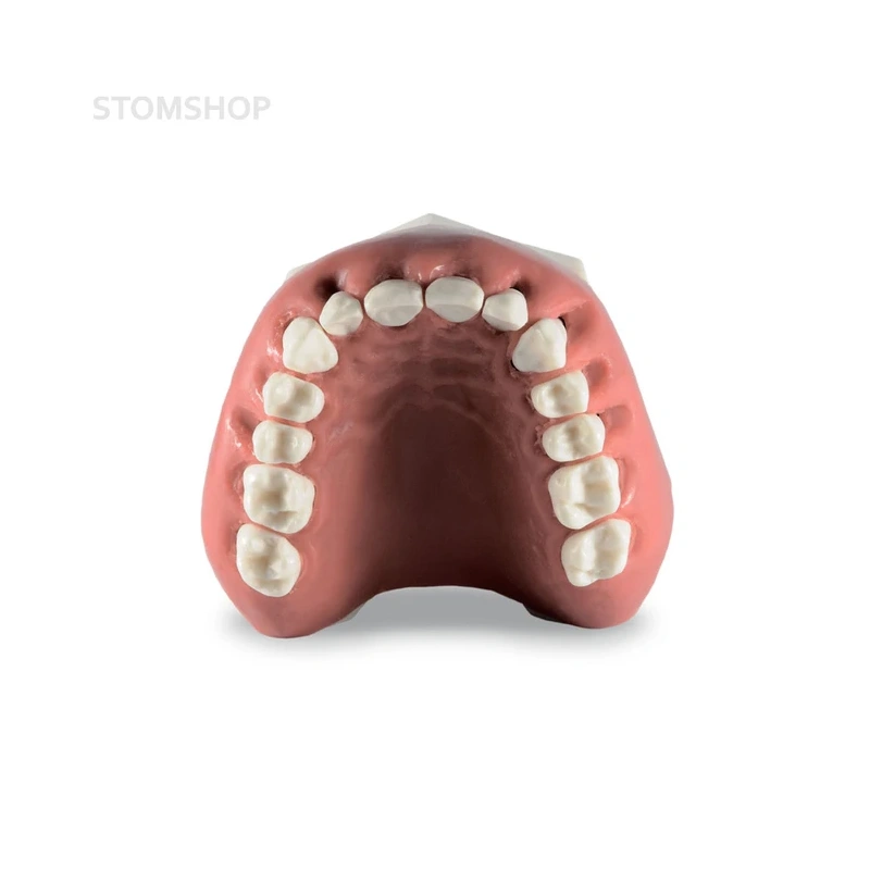 Модель верхней и нижней челюсти для отработки навыков закрытия рецессии | Dentalstore (Италия)