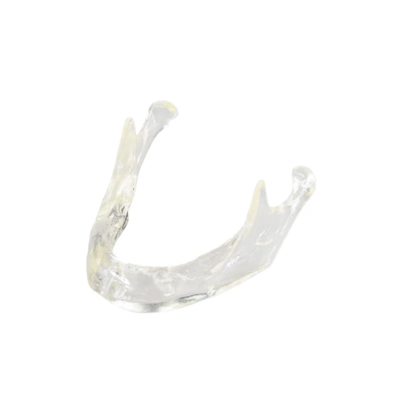 E81T – прозрачная модель нижней челюсти для демонстрации и практики | GF Dental (Италия)