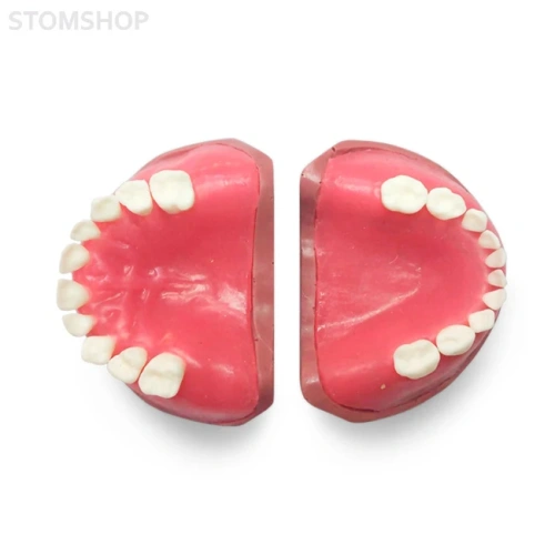 EK4 – модель верхней и нижней детской челюсти для практики | GF Dental (Италия)