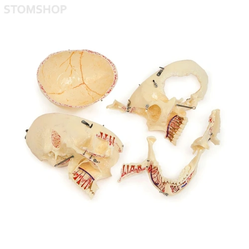 Демонстрационная модель черепа, состоящая из 10 частей | Dentalstore (Италия)