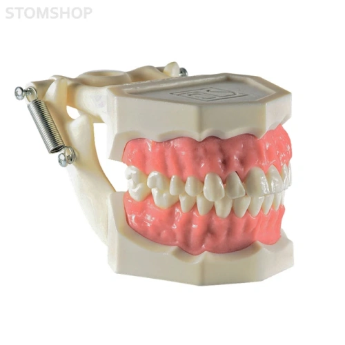 Демонстрационная модель зубочелюстного аппарата взрослого человека | Dentalstore (Италия)
