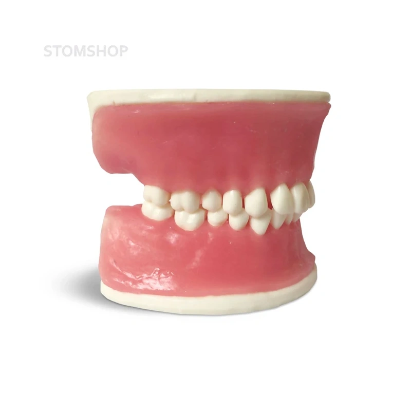 E38 – модель верхней и нижней челюсти с объемной десной для практики | GF Dental (Италия)