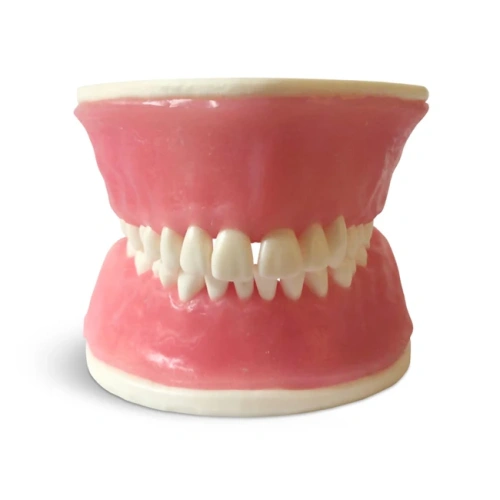 E38 – модель верхней и нижней челюсти с объемной десной для практики | GF Dental (Италия)
