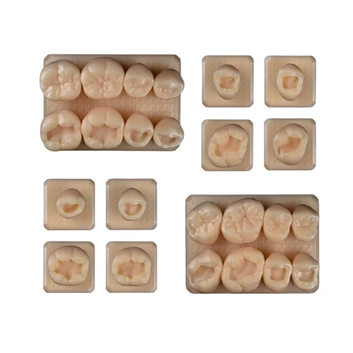 SET15 - набор демонстрационных моделей зубов №15, в комплекте 14, 15, 16, 17, 34, 35, 36, 37, F1, F2 | ID.POPOV (Россия)