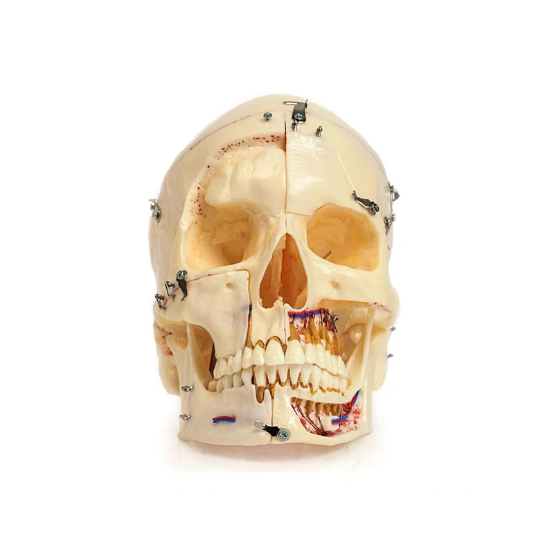 Демонстрационная модель черепа, состоящая из 10 частей | Dentalstore (Италия)
