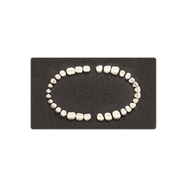 E02T – комплект сменных зубов для фантомной челюсти | GF Dental (Италия)
